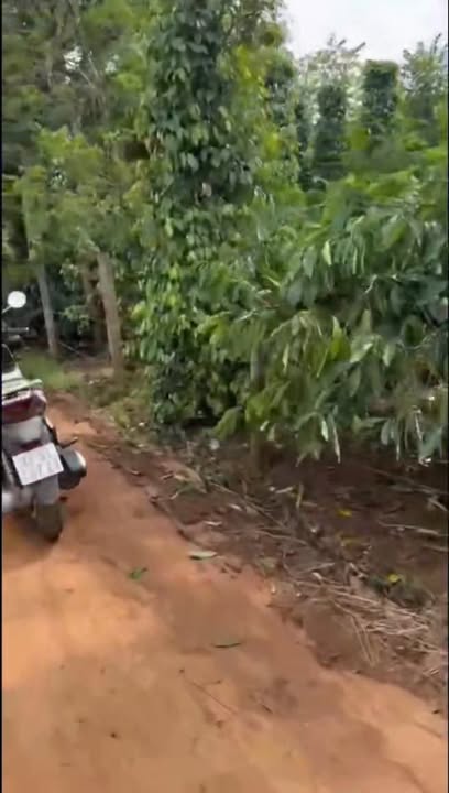 Đất Farm 2,3ha tại Huyện Chư Păh, Gia Lai - Cơ hội đầu tư tuyệt vời!