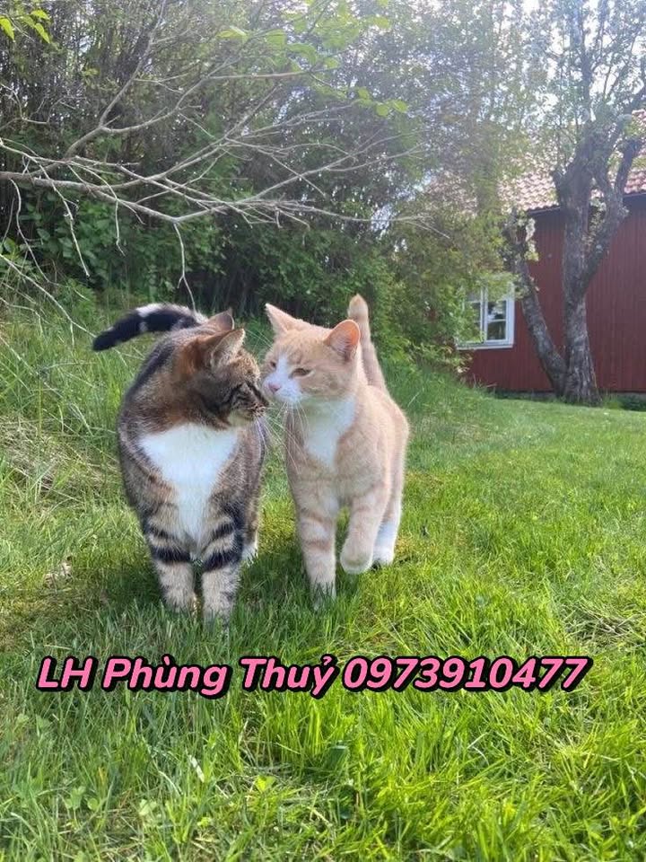 Đất nền Đức Trọng 222m² giá 950 triệu - Đầu tư an toàn trước Tết!