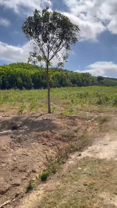 Đất rẫy Thôn 6, xã Krông Búk, 2880m² chỉ 1.44 tỷ - Sổ hồng chính chủ!