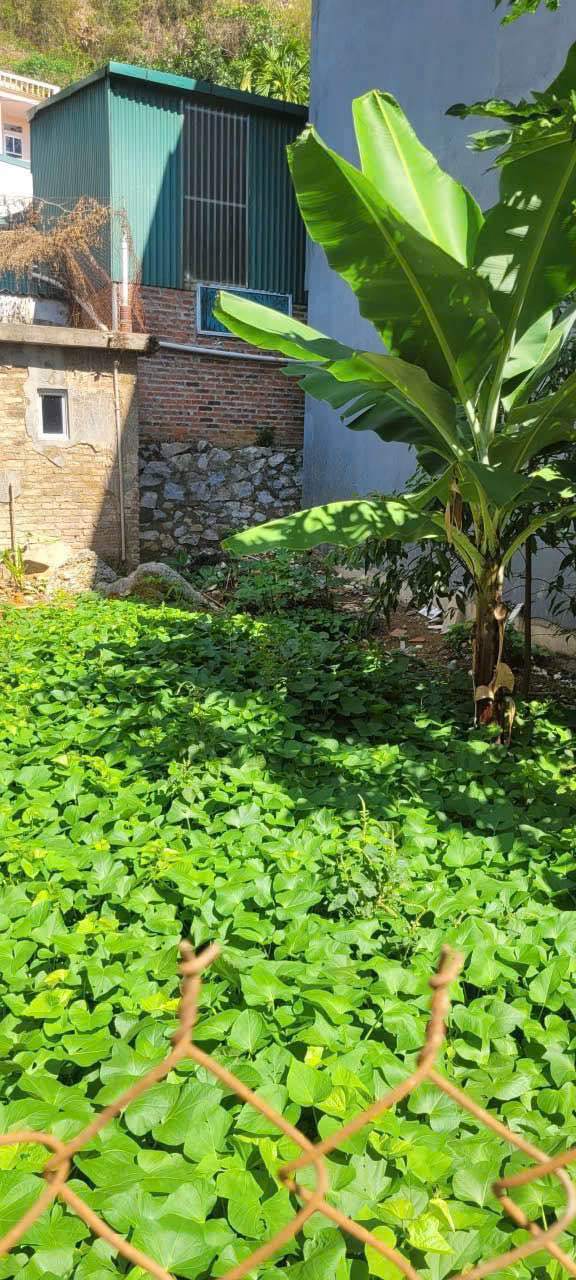 Đất thổ cư Tổ 14 Quyết Thắng 126m² - Giá thỏa thuận, cơ hội đầu tư hấp dẫn!