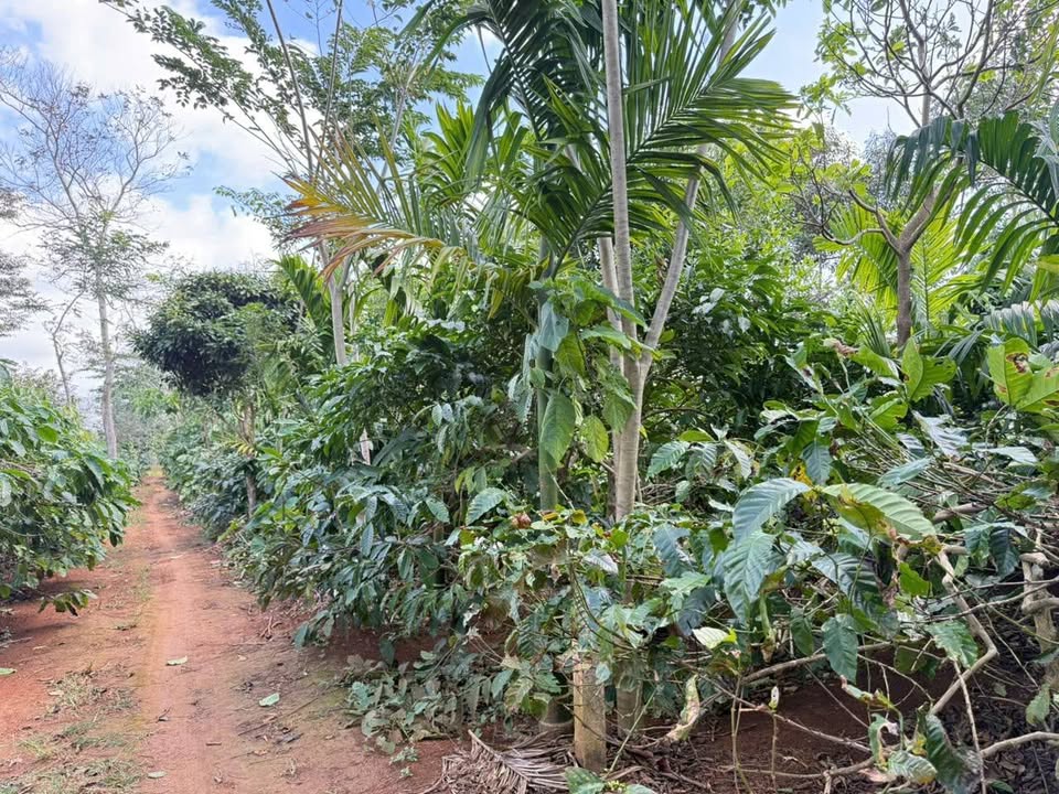 Đất nông nghiệp 4 sào tại xã Hòa Đông, huyện Krông Pắc - Giá chỉ 2.6 tỷ