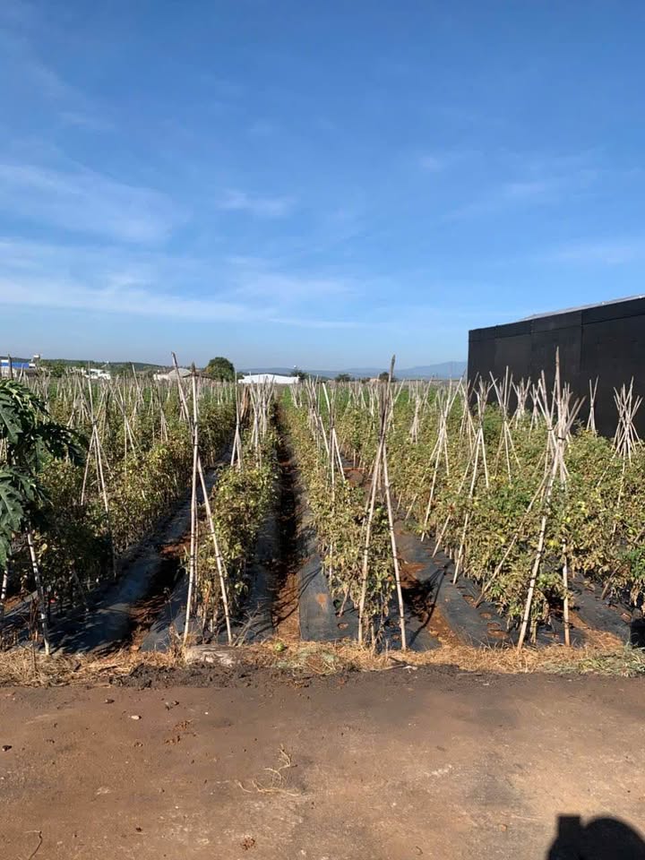 Đất nền xã Phú Hội 112m² giá 1.09 tỷ - Cần bán gấp trước Tết!