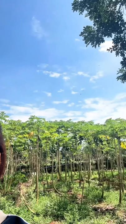 Đất nền Long Phước Bà Rịa 780m² giá 1.35 tỷ - Cơ hội đầu tư hấp dẫn!