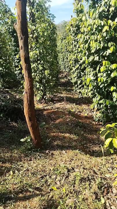 Đất thổ cư Kinh Gió Nước, Đà Lạt 10.000m² giá 2.5 tỷ - Cơ hội đầu tư hiếm có!