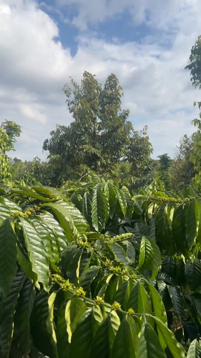 Đất vườn Đắk Lao 18.000m² giá 2.4 tỷ - Thu nhập cao từ cây trồng!