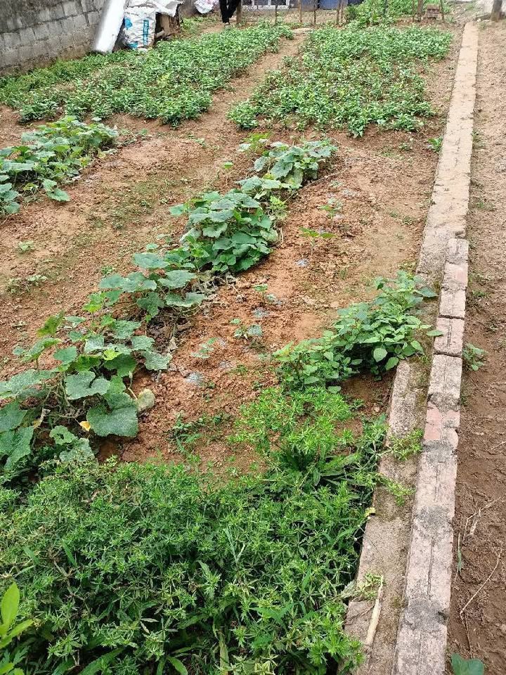 Đất nền Vạn Phúc, 81m² giá 5.1 tỷ - Vị trí đắc địa, đầu tư sinh lời!