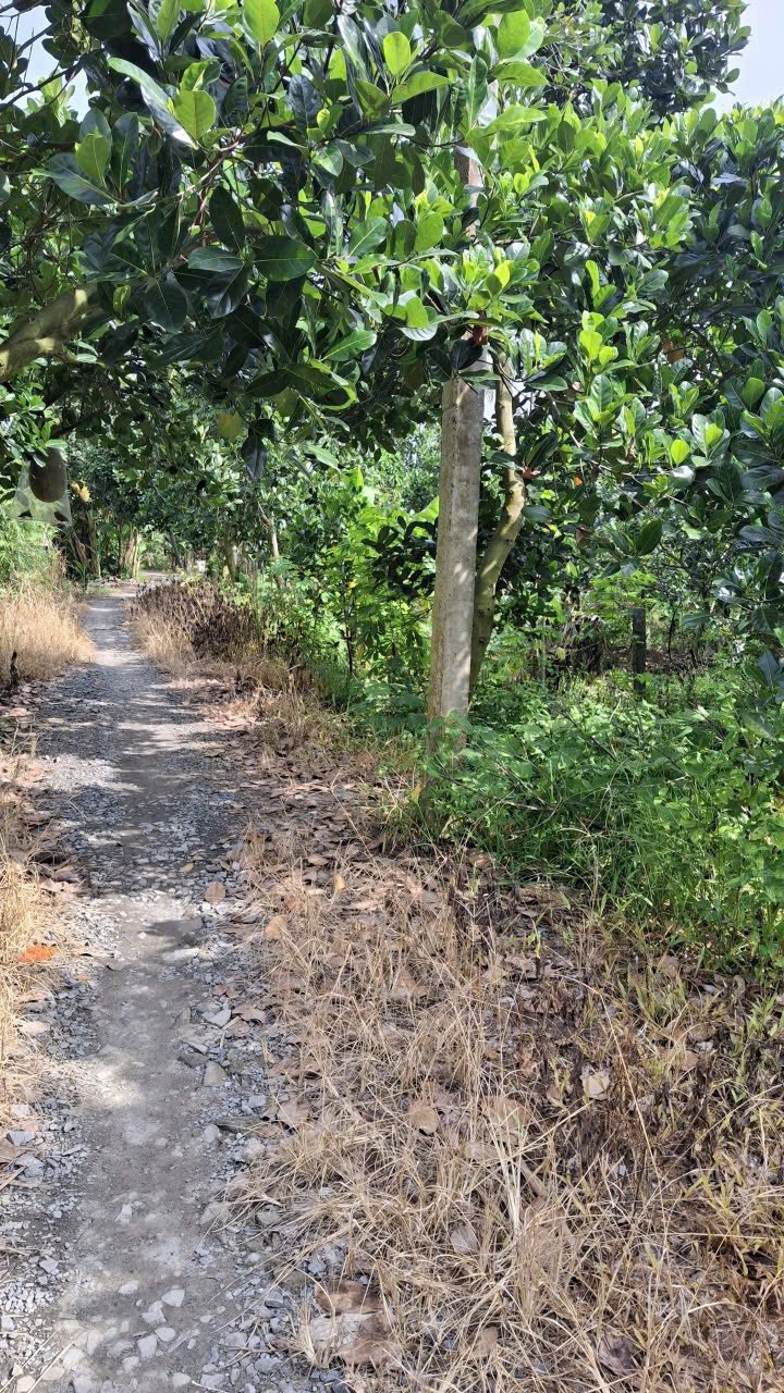 Đất thổ cư 1000m² tại Xã Tân Quới, Vĩnh Long giá 500 triệu - Đầu tư sinh lời lý tưởng!