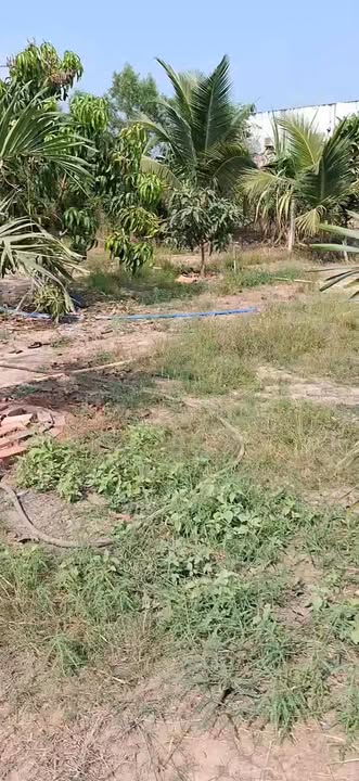 Nhà vườn tại Đức Huệ, Long An 1824m² giá 2.3 tỷ - Cơ hội đầu tư sinh lời cao!