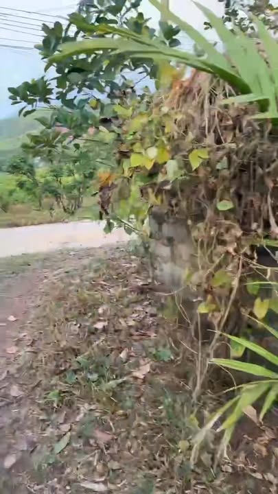 Đất vườn thôn Biềng, xã Nam Dương 1178m² giá chỉ 1 tỷ - Tiềm năng sinh lời cao!