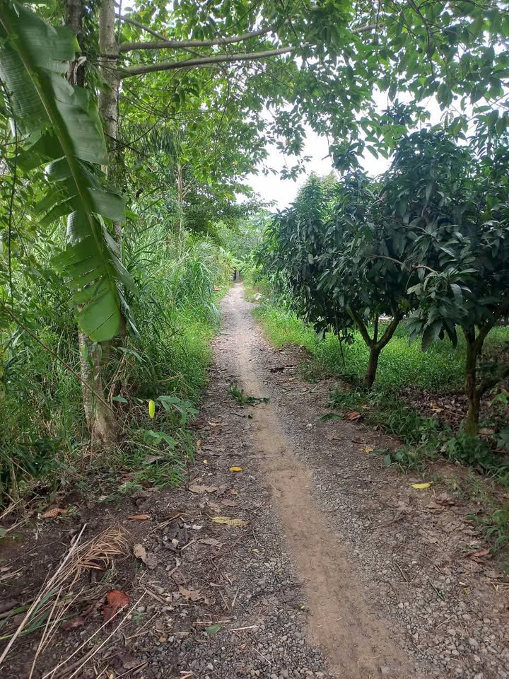 Đất nông nghiệp 8.9ha tại Chợ Mới, An Giang - Giá chỉ 1.089 tỷ - Cơ hội đầu tư hấp dẫn!