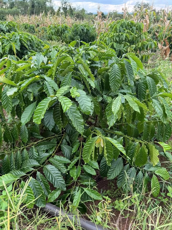 Đất nền kinh doanh mặt tiền đường nhựa tại Quảng Hiệp 18,000m² - Cơ hội đầu tư sinh lời!