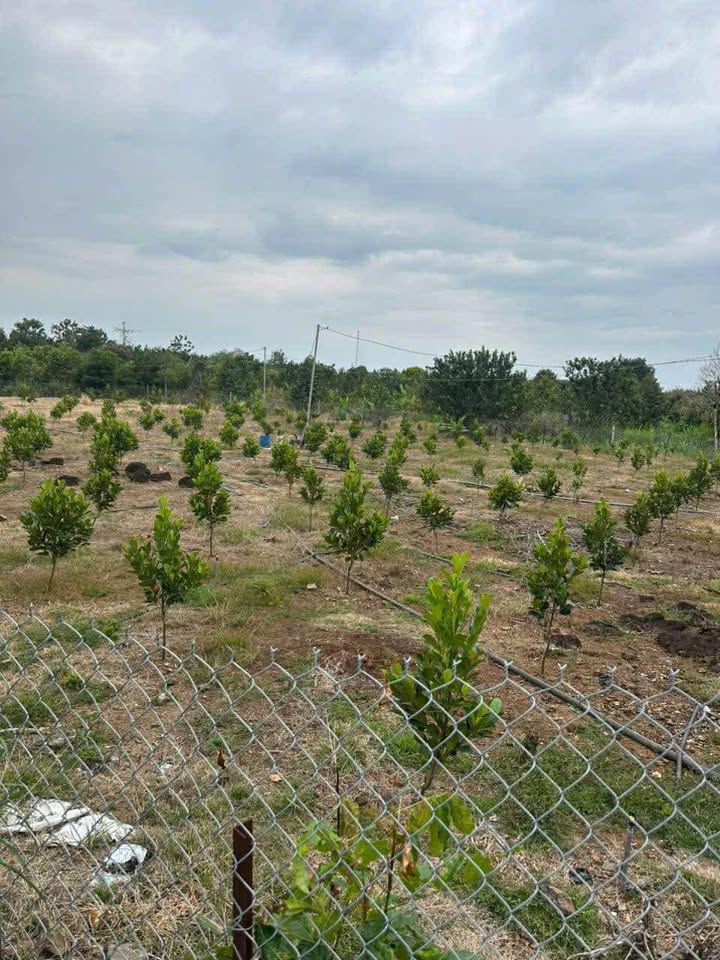 Đất 2 mặt tiền xã Phú Thịnh, 792m² giá 2.2 tỷ - Cơ hội đầu tư lý tưởng!