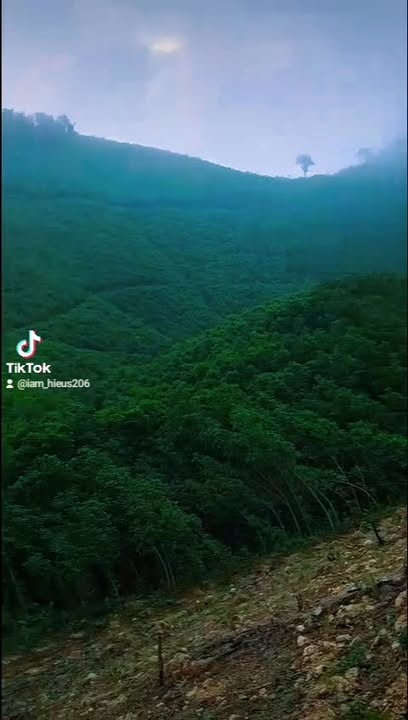 Đất rừng sản xuất 4,5 ha tại Nghĩa Lộc - Cơ hội đầu tư sinh lời!