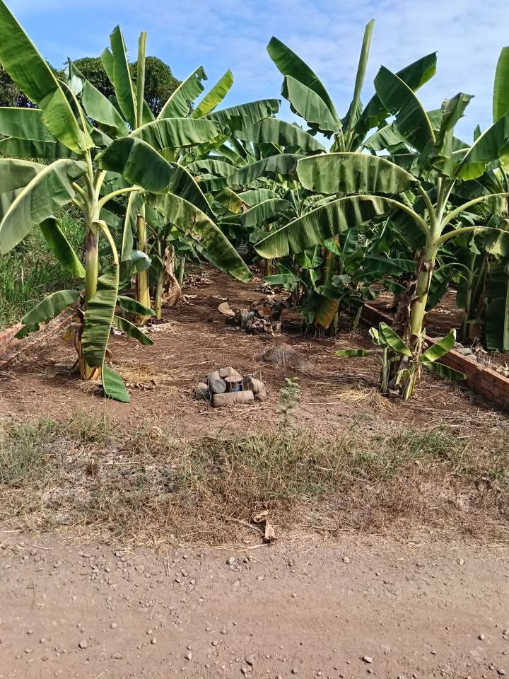 Đất nền 96m² tại ấp 6 Sông Trầu, giá 690 triệu - Sổ đỏ chính chủ!