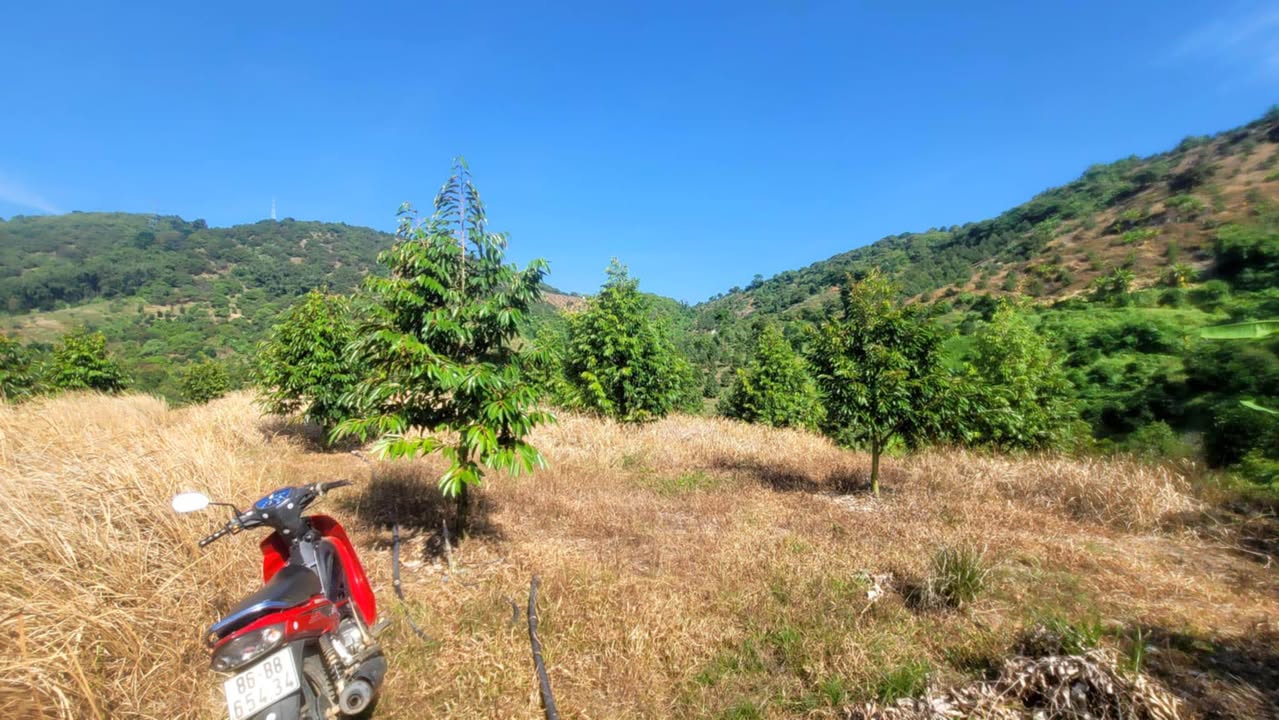 Đất Farm 7 Sào Đạ Huoai 1.5 Tỷ - Tiềm Năng Đầu Tư Lớn!