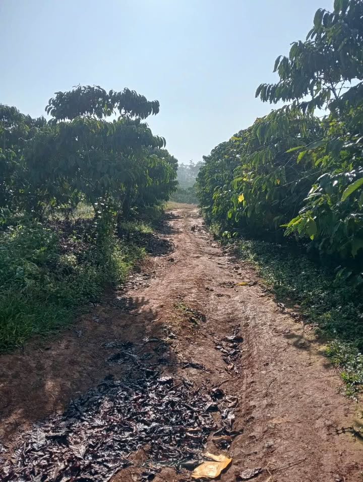 Đất Farm Tân Lâm 29,000m² giá 78.3 tỷ - Cơ hội đầu tư không thể bỏ lỡ!