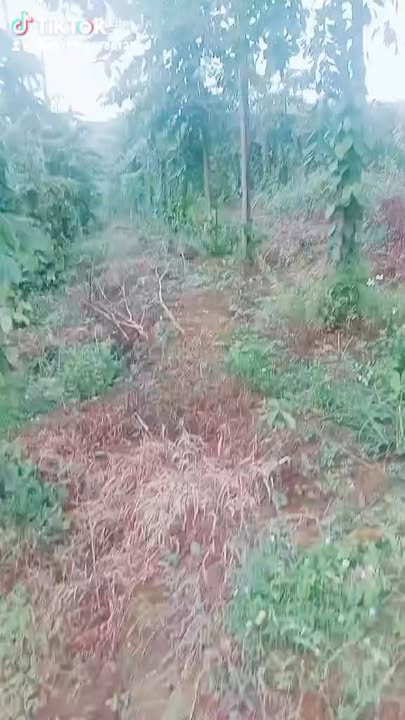 Đất vườn 18.000m² xã Đồng Tiến, giá 550 triệu - Đầu tư sinh lời cao!