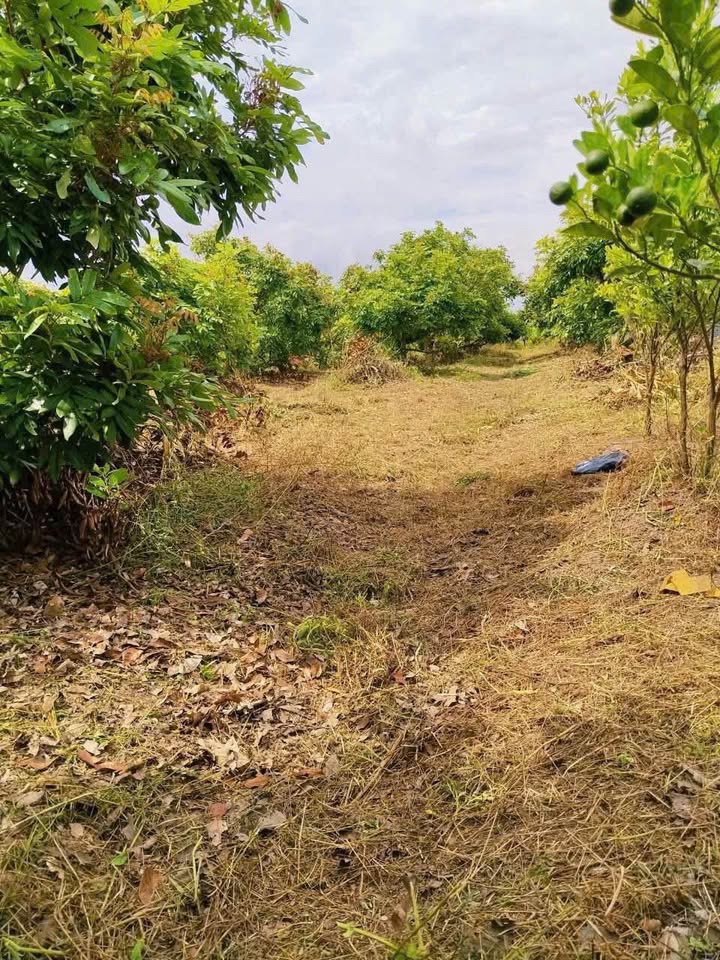 Đất nền Phường Long Hoa Tây Ninh 994m² giá 570 triệu - Cơ hội đầu tư hấp dẫn!