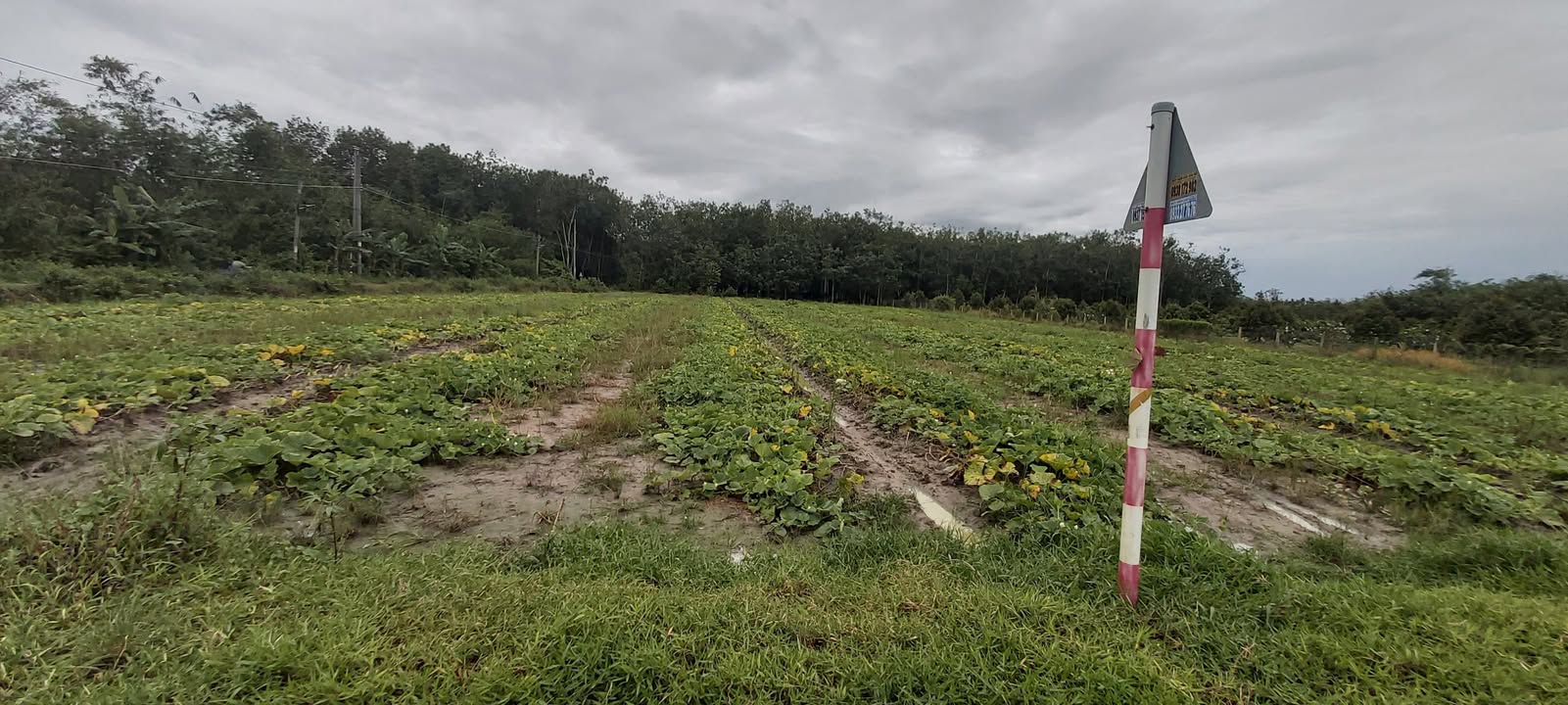 Đất thổ cư 68m² tại Xã Lộc Ninh, Huyện Dương Minh Châu - Sang tên trong ngày!