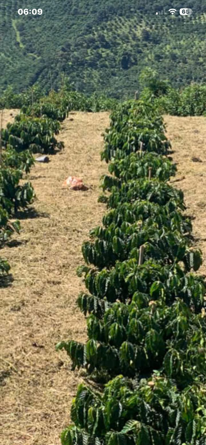 Đất nền Đạ K' Nàng, Đam Rông 1440m² giá 250 triệu - Cơ hội đầu tư hấp dẫn!