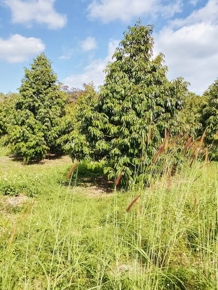 Đất Farm Đa Mi, Hàm Thuận Bắc 10,000m² giá 3.6 tỷ - Sổ đỏ chính chủ