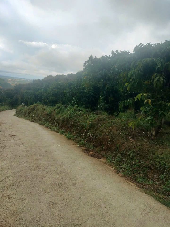 Farm 2ha Tân Lâm, Di Linh giá 6.3 tỷ - Đầu tư sinh lời ngay!