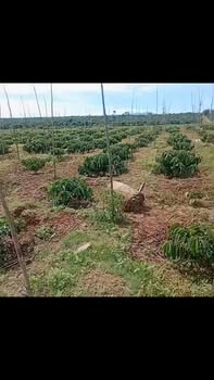 Đất nền Xã Tân Hà, Huyện Lâm Hà, 24.120m² giá chỉ 2.762 tỷ - Cơ hội đầu tư tuyệt vời!