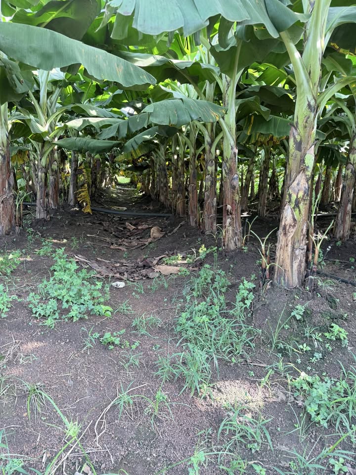 Đất nền Suối Nho Định Quán 360m² giá 400 triệu - Cơ hội đầu tư tuyệt vời!