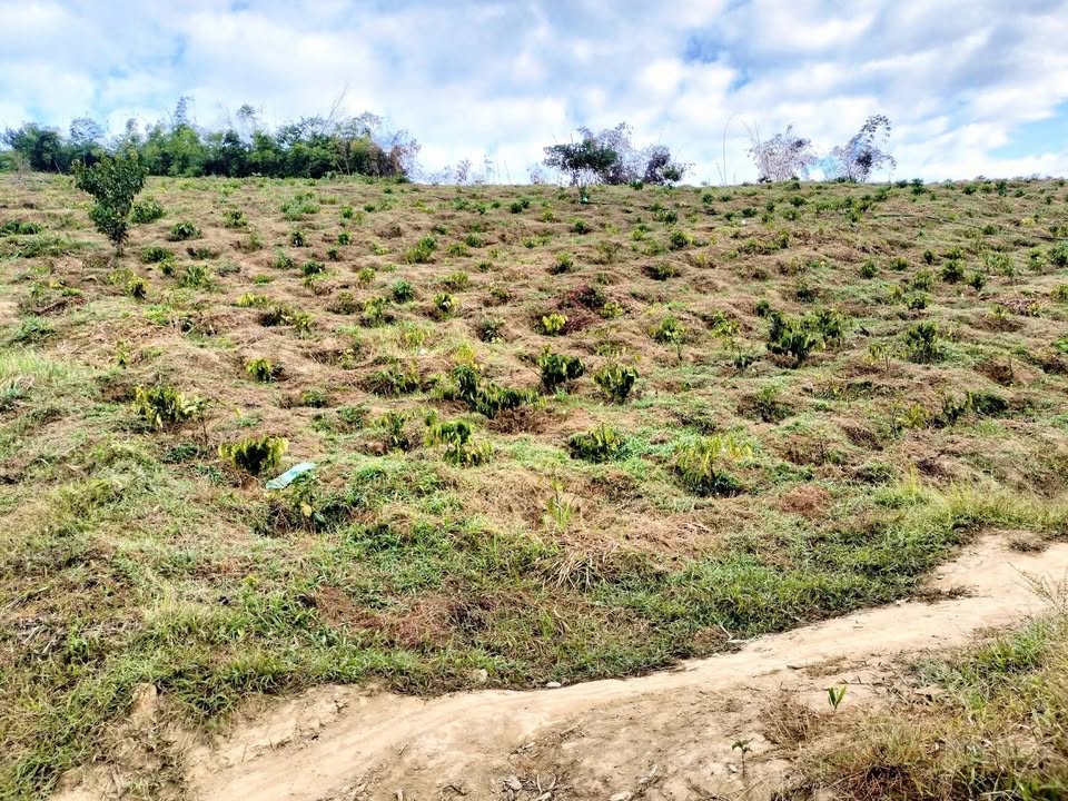 Đất nông nghiệp tại xã Krông Nô, Đắk Lắk 25,200m² giá 450 triệu - Cơ hội đầu tư hấp dẫn!