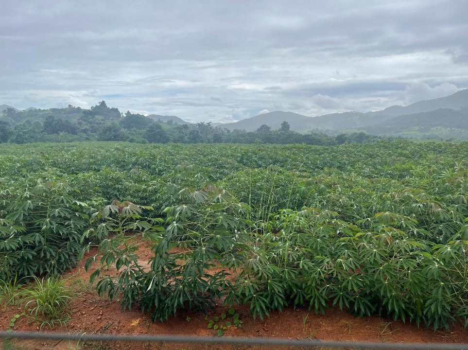 Đất nông nghiệp 1000m² tại Ninh Hải chỉ 55 triệu - Sổ đỏ chính chủ!