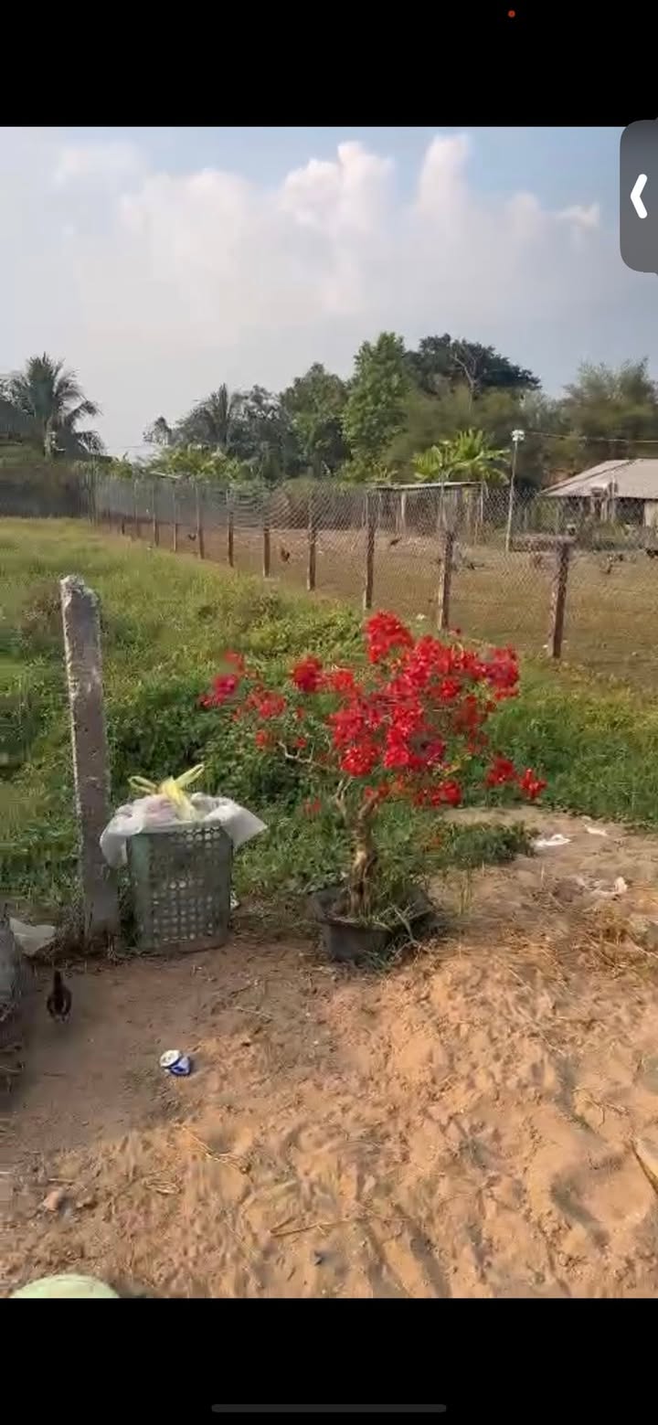 Đất nền Xã Thái Mỹ, Huyện Củ Chi 217m² giá 800 triệu - Cơ hội đầu tư tuyệt vời!