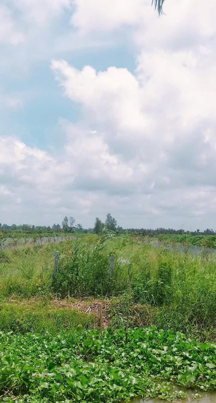 Đất nền 3035m² tại xã Trường Long, Huyện Phong Điền chỉ 900 triệu - Đầu tư sinh lời!