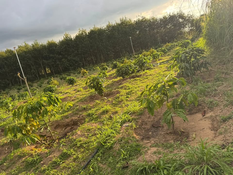 Farm 4ha tại Xã Ea H'leo, Đắk Lắk - Giá chỉ 2 tỷ, sẵn sàng đầu tư!