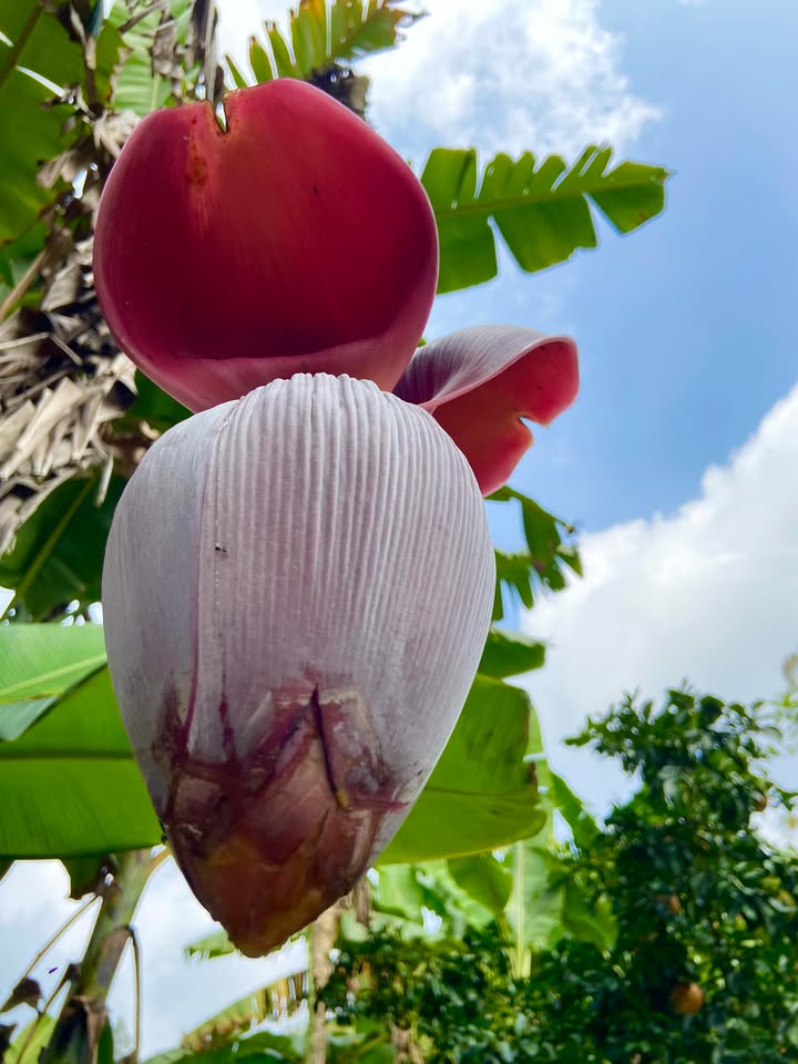 Đất rừng 10ha tại Đà Bắc, Phú Thọ - Giá chỉ 1,5 tỷ - Cơ hội đầu tư tuyệt vời!