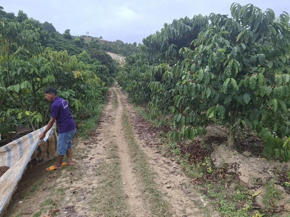 Đất nền 2ha tại xã Tân Văn, huyện Lâm Hà - Sổ đỏ chính chủ, giá 8 tỷ!