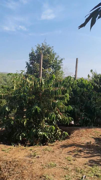 Farm cà phê, sầu riêng, tiêu tại xã Ia Krêl, 10000m² - Giá chỉ 2.1 tỷ!