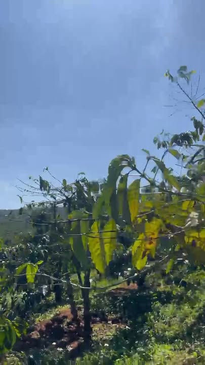 Farm Đà Nẵng 26.280m² giá 3,2 tỷ - Kinh doanh cà phê tuyệt vời!