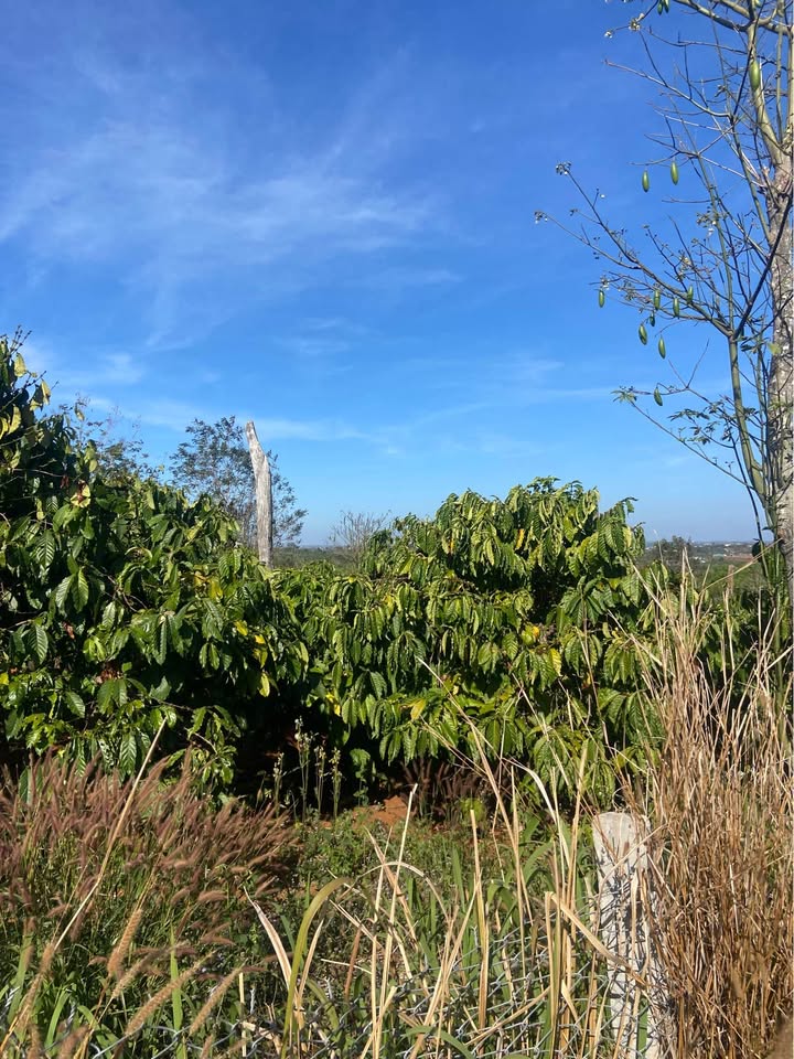 Lô rẫy Đồng Tiến 1368m² giá 1.6 tỷ - Kinh doanh cà phê lý tưởng!