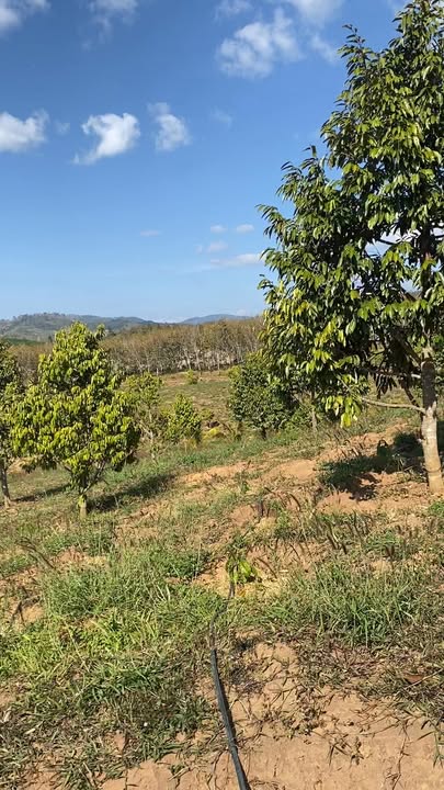 Farm sầu riêng 2.2 ha tại xã Hà Tây, giá 3.3 tỷ - Đầu tư sinh lời ngay!