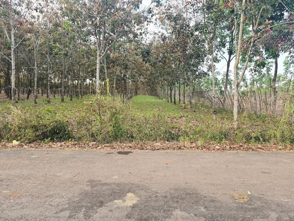 Đất vườn cao su Phước Thiện Bù Đốp 2090m² giá 420 triệu - Sổ hồng chính chủ sẵn sàng giao dịch!