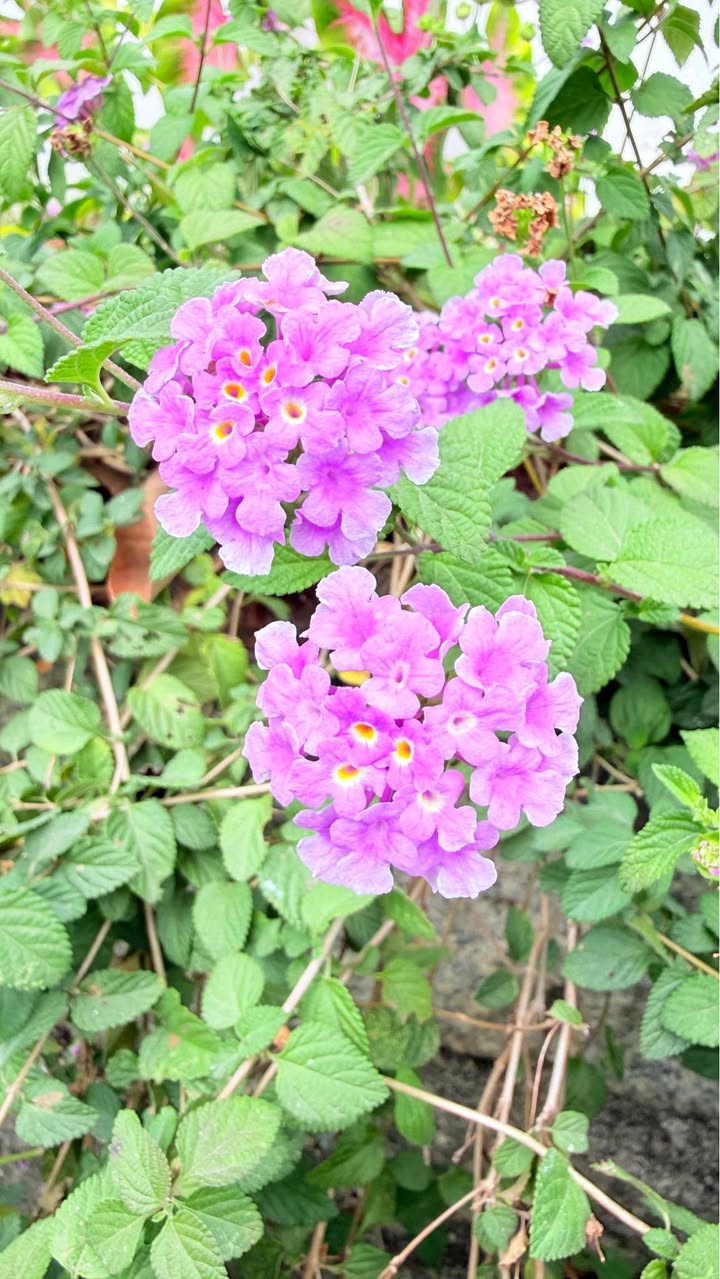 Nhà riêng Suối Tiên, Diên Khánh 600m² giá 2.95 tỷ - Không gian sống lý tưởng!