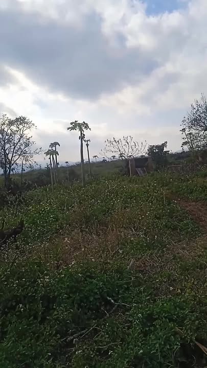 Đất Farm tại Xã Cư An, Huyện Đăk Pơ, 47.000m² - Cơ hội đầu tư lý tưởng!