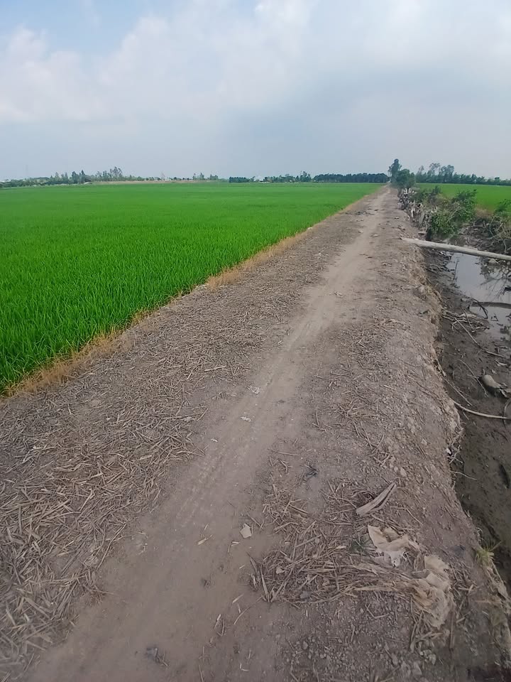 Đất nông nghiệp xã Phú Xuân, huyện Tam Nông, 62.000m² giá 744 triệu - Cơ hội đầu tư sinh lời!