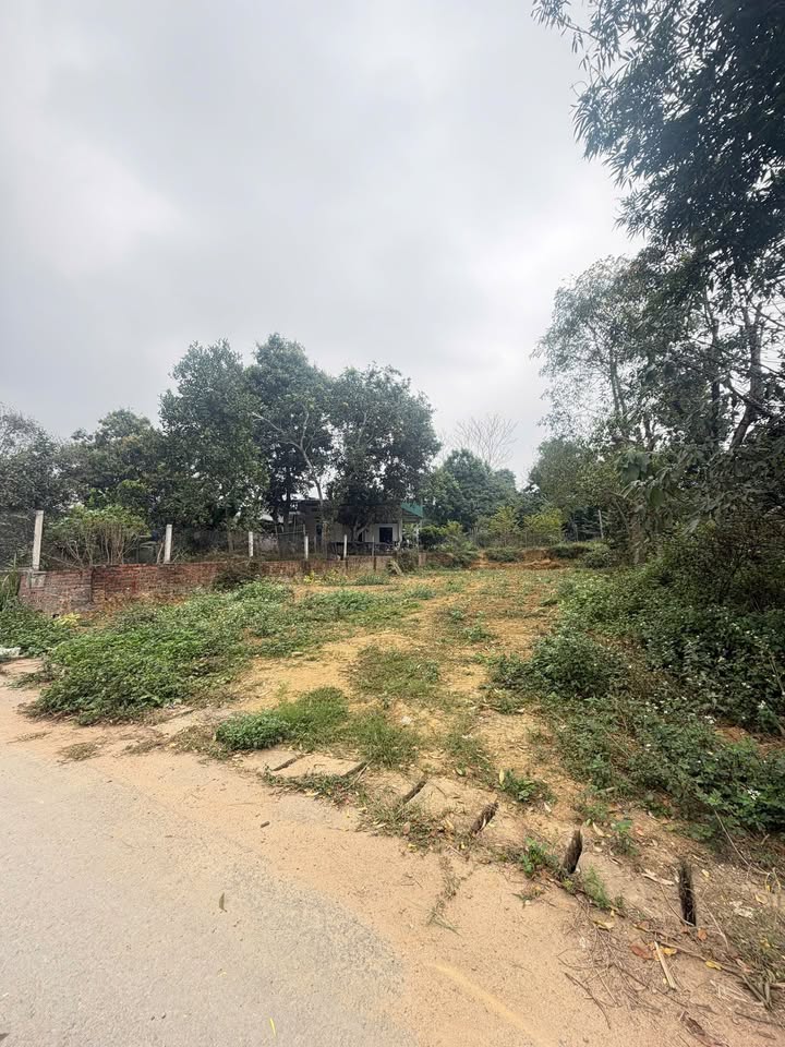 Đất nền Phong Châu Việt Trì 250m² giá 3 tỷ - Đầu tư sinh lời ngay!