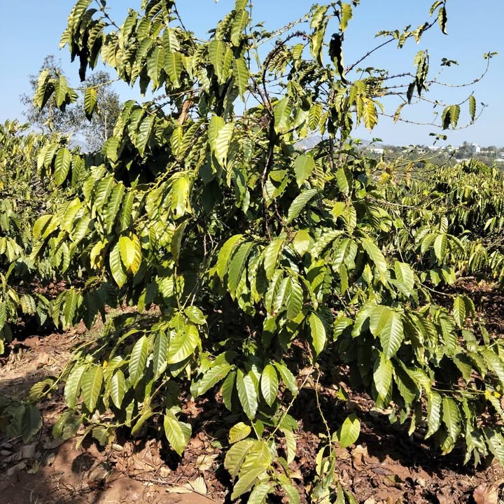 Đất nông nghiệp Xã Ia Khai 6700m² giá 1.5 tỷ - Đầy đủ tiện ích, ô tô vào tận nơi!