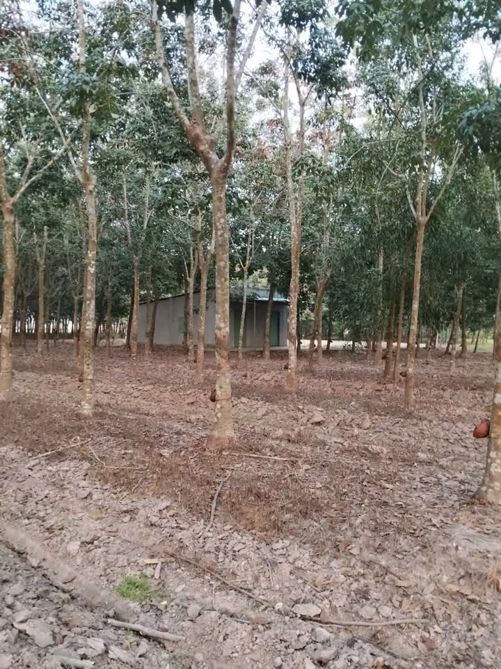 Farm cao su 40,000m² tại Xã Thái Bình, Huyện Châu Thành, Tây Ninh - Giá 4.2 tỷ, cơ hội đầu tư hấp dẫn!