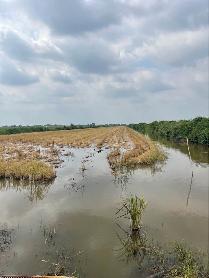 Đất vườn nuôi tôm lúa 25 công tại An Minh, Kiên Giang - Đầu tư sinh lời ngay!