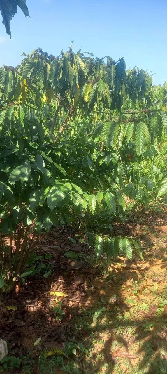 Đất Lộc Tân, Bảo Lâm, 2304m² giá 6.5 tỷ - Sổ đỏ chính chủ, mặt tiền rộng!