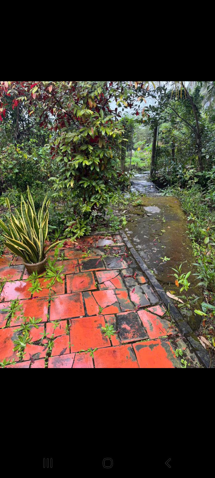 Đất Thạnh Hưng, Thạnh Phú, Châu Thành 2000m² giá 1.29 tỷ - Cơ hội đầu tư tuyệt vời!