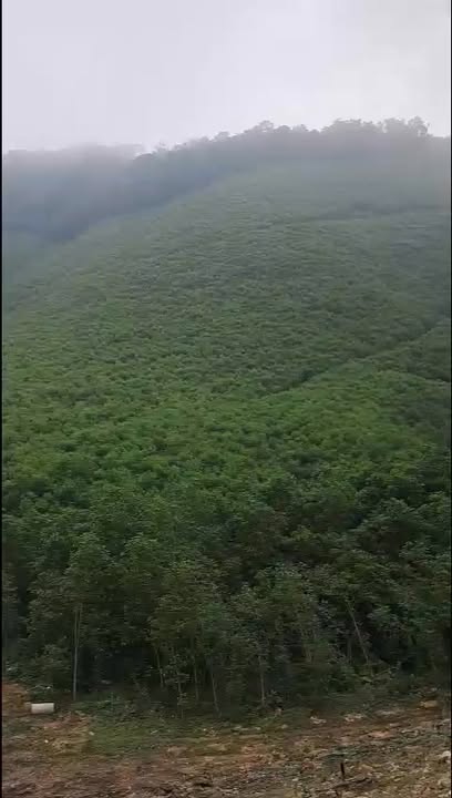 Đất Farm 4,5 Héc tại Nghĩa Lộc, Nghĩa Đàn giá 1 tỷ - Sổ bìa đầy đủ!